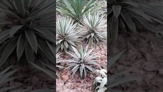 Plant Traveller Agave Variegates