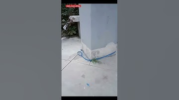 Kitty in an Infinite Loop 🐾🌀 | Cutest Glitch Ever!