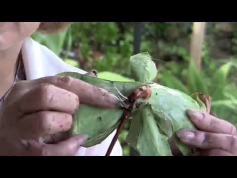 Video: Cretan Dittany Care – kuidas kasvatada Kreeta taimi