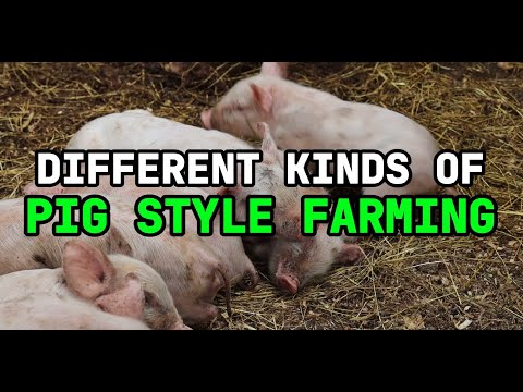 Different Kind of Pig Style Farming
