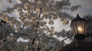 fuji - arbour