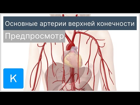 Основные артерии верхней конечности (предпросмотр) - Анатомия человека | Kenhub