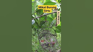 Mikat Burung Sirtu