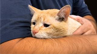 Nobody Wanted This shelter Cat... Then Something Completely Unexpected Happened