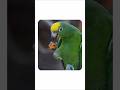 Vibrant souls of Vantara 🦜, A sanctuary for nature’s beauty. #Vantara #WildlifeConservation #parrot
