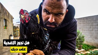 اسعار خروف العيد لسنة 2024 ?/ شراء فقاسة PTO واختبار نسبة تفقيسها دجاج