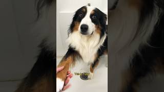 Bath and trim on Australian shepherd   #dog