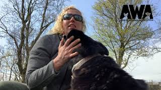 Lesson- Liz talks about how to greet a dog | Dogs for Adoption | Animal Welfare Association | NJ