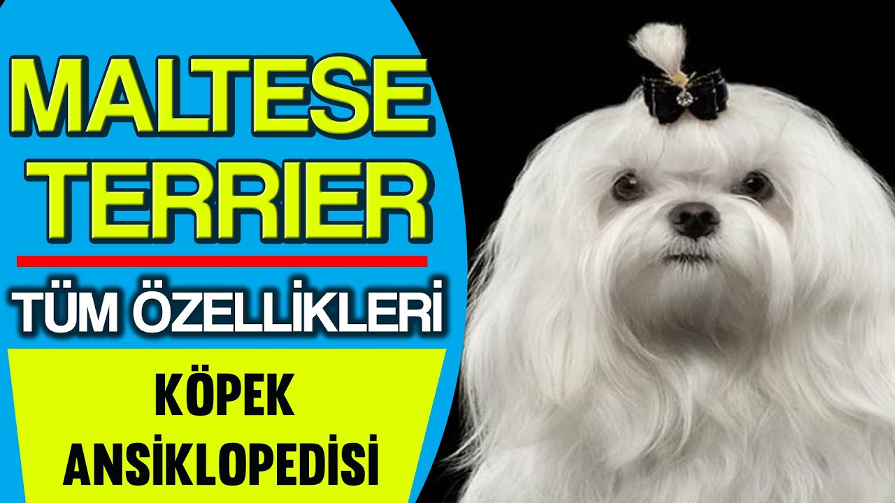 Maltese Terrier özellikleri, bakımı, eğitimi #malteseterrier