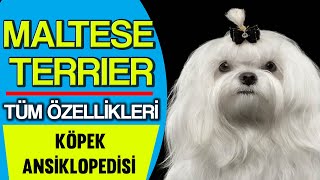 Maltese Terrier özellikleri, bakımı, eğitimi #malteseterrier