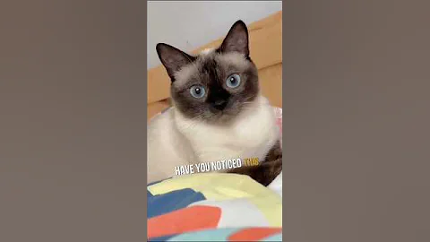 Watch the video about Why Does Your Cat Have a Bald Spot?