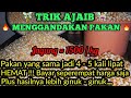 Pakan ayam hemat dan  berkualitas 1