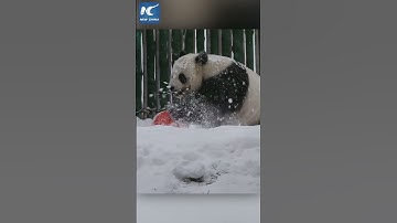 Giant panda playing in snow in Heilongjiang, China