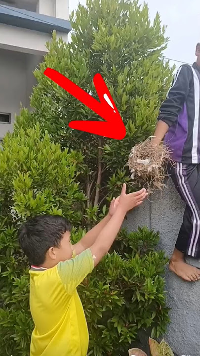Nemu Sarang Burung Di Depan Rumah #v#elzoanvaya #bocahkampung
