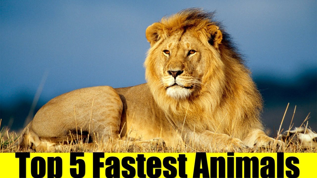 Top 5 Fastest Animals In The World YouTube Top 5 Fastest Animals In The World YouTube
