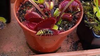 Wasp is caught by venus flytrap