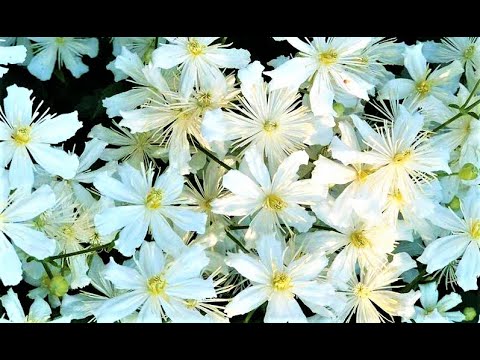 Видео: Лиана clematis: өвлийн бэлтгэл