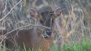 Muntjac Deer  The British Mammal Guide