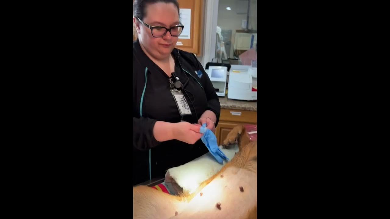 Penn Foster Vet Tech Skill 1 Prep Canine OHE YouTube penn-foster-vet-tech-skill-1-prep-canine-ohe-youtube