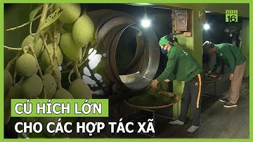 Cú hích lớn từ chính sách với các hợp tác xã | VTC16