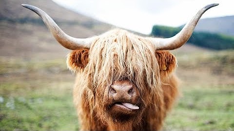 The wisdom of crowds