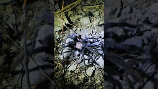 Colorado Brown Tarantulas are just looking for LOVE!