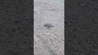 Baby sea turtles!! 🌊🐢