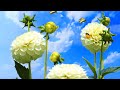Футаж 👑 Король Цветов 👑 Георгин 👑 Background Flower Dahlia