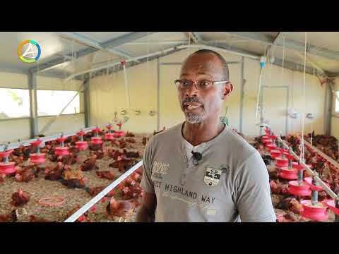 IGUAVIE - Filière avicole AVICOOP en Guadeloupe