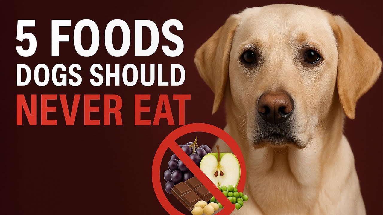 5 Innocent-Looking Fruits & Veggies That Could Kill Your Dog