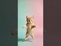 Fluffy &amp; Funny: Pastel Jump Tabby 🌈🐾|パステル背景でジャンプする茶トラ猫|Gatito atigrado saltando sobre fondo pastel