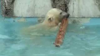 しろくまミュージシャン