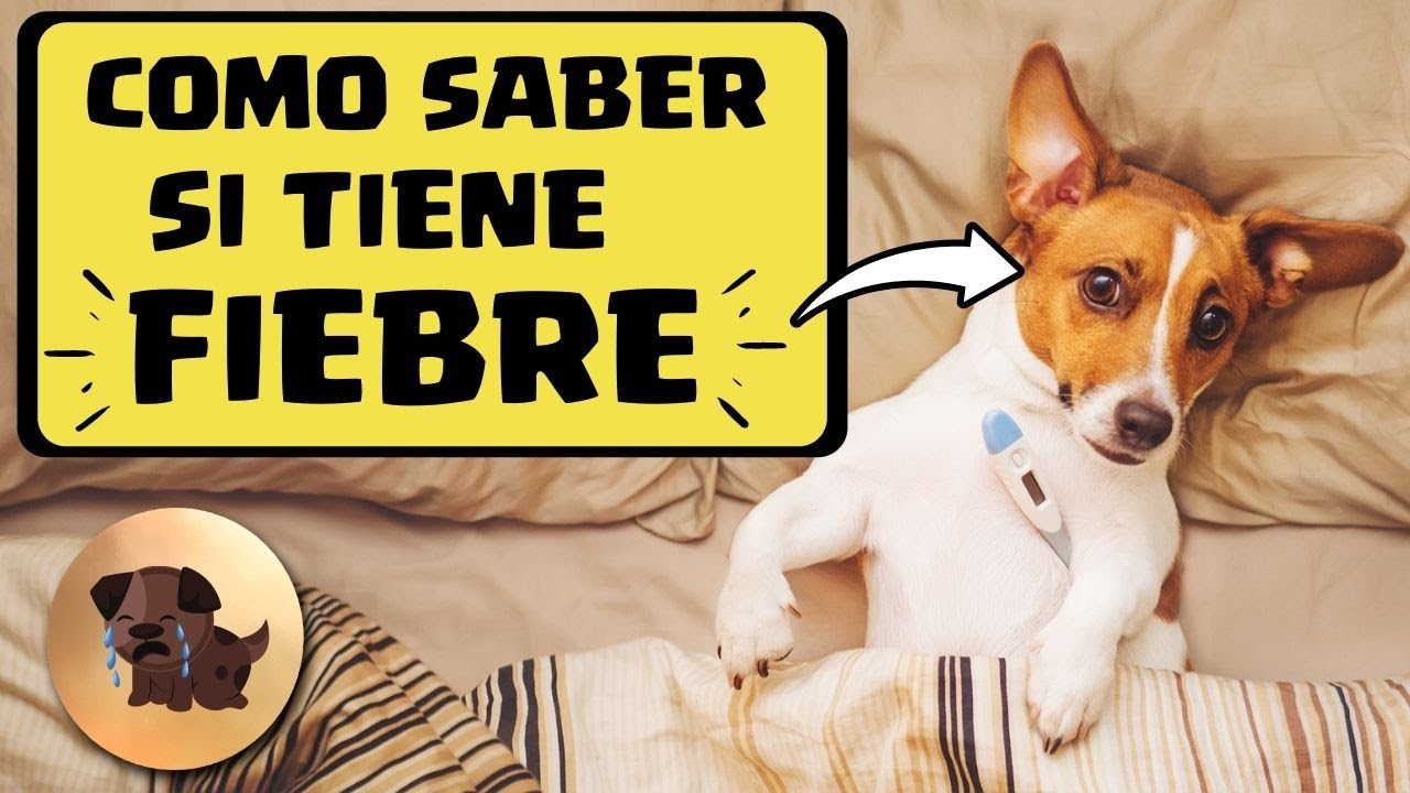 🛑 Como Tomar la TEMPERATURA a un PERRO 🔥 En tu Casa⏩ Aprende Cómo se SABE si un PERRO tiene 🛑 Como Tomar la TEMPERATURA a un PERRO 🔥 En tu Casa⏩ Aprende Cómo se SABE si un PERRO tiene