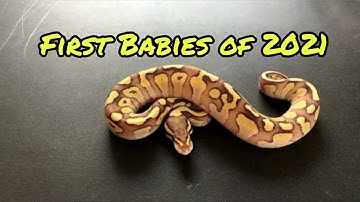 Clutch Update - First babies of 2021