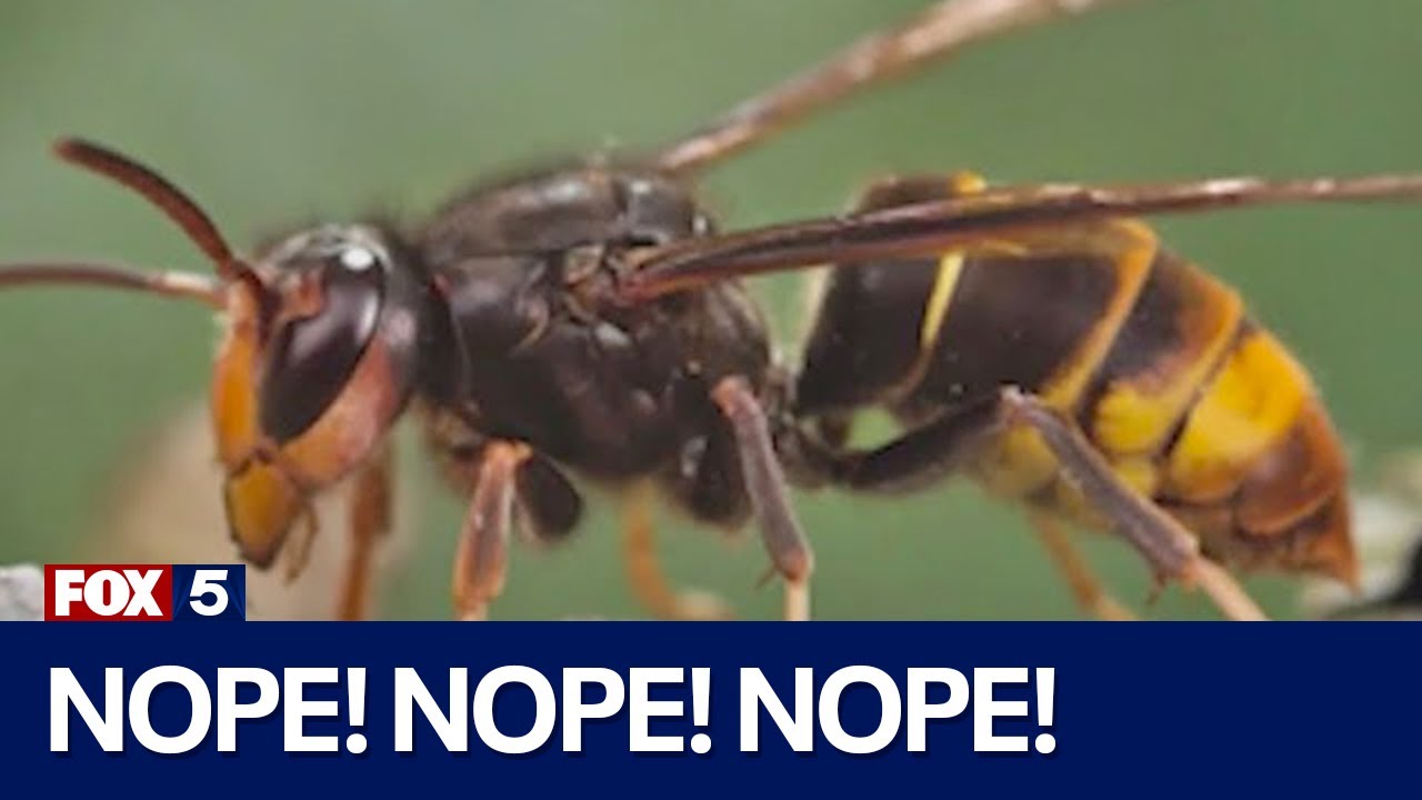 Invasive Asian Hornet Species Spotted in the US for the First Time