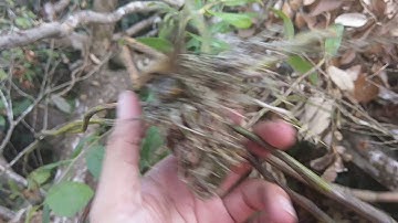 Tình Cờ Gặp Lan Rừng Hái Về Trồng Luôn HEHE