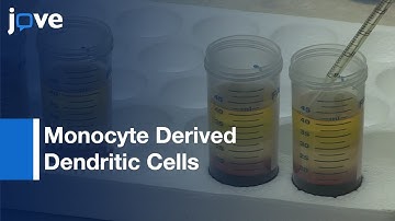 Monocyte Derived Dendritic Cells Generation from Blood | Protocol Preview