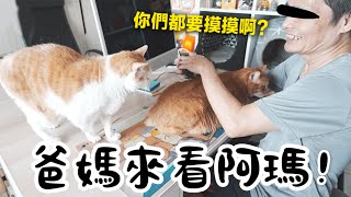 【黃阿瑪的後宮生活】爸媽來看阿瑪，貓都還記得他們嗎？