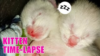 KITTENS GROWING (TIME-LAPSE)