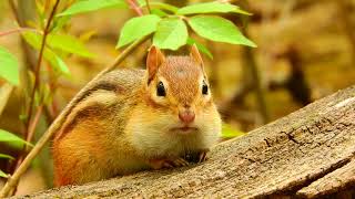Ontario Wildlife: Eastern Chipmunk Alarm Calling