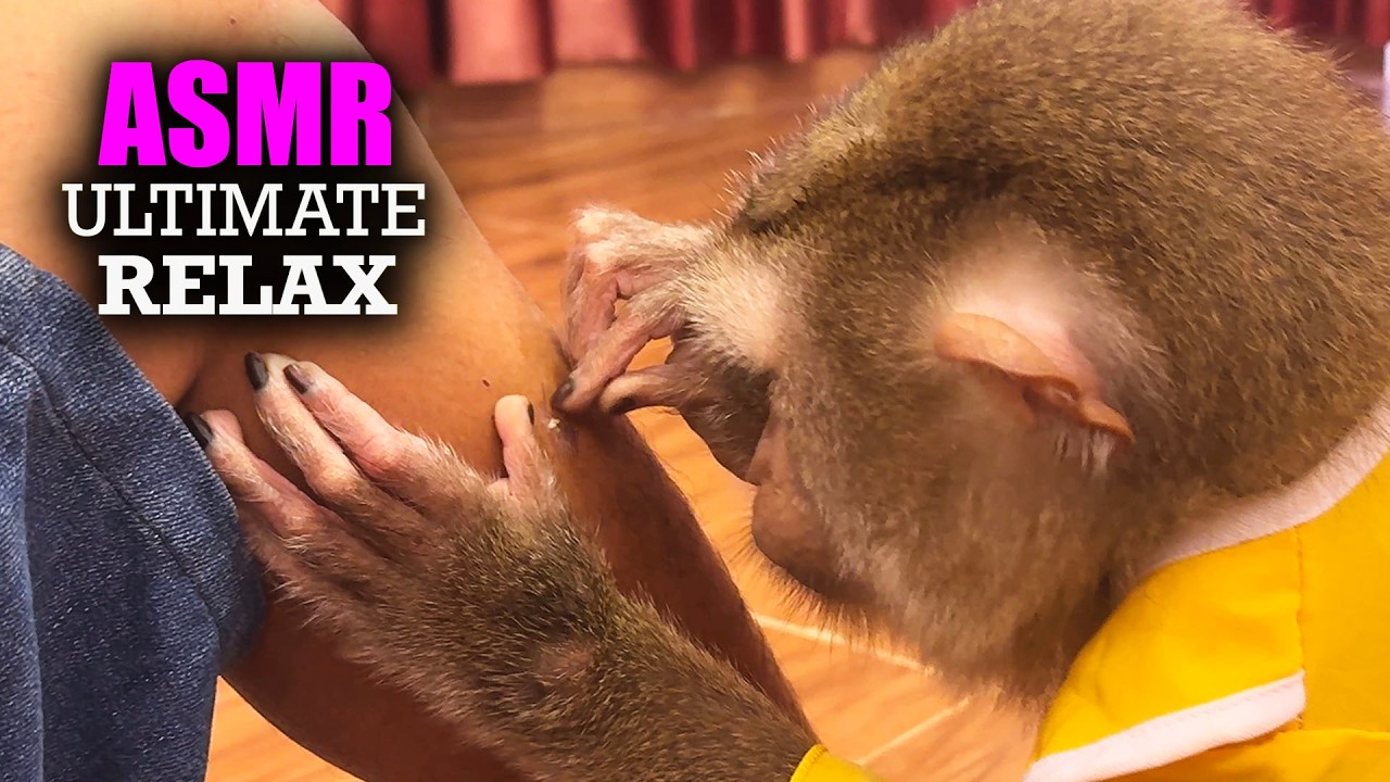 Judy's Elite Grooming ASMR (Head To Toe) | Deep Scratching For Ultimate RELAX