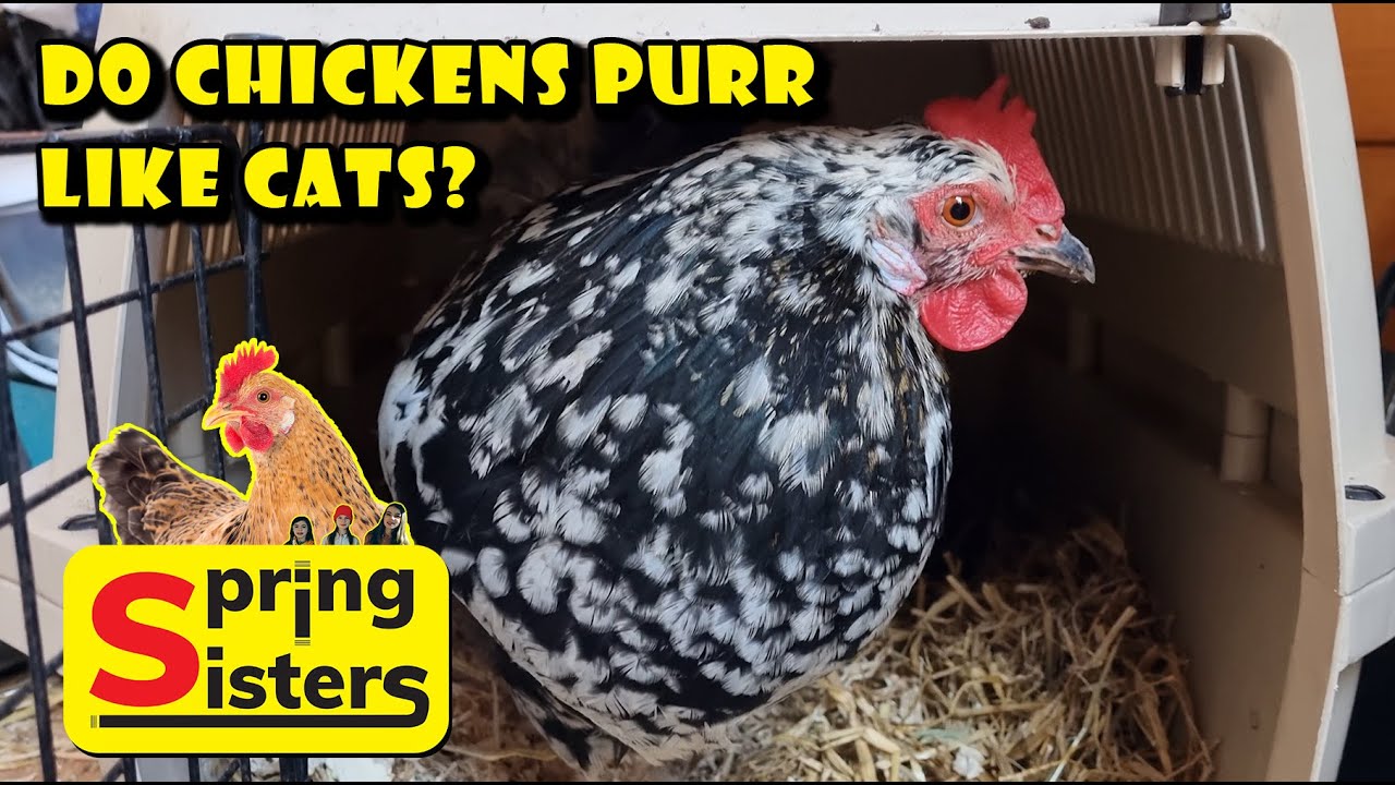 Do chickens purr like cats? YouTube