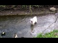 Yellow lab in the creek