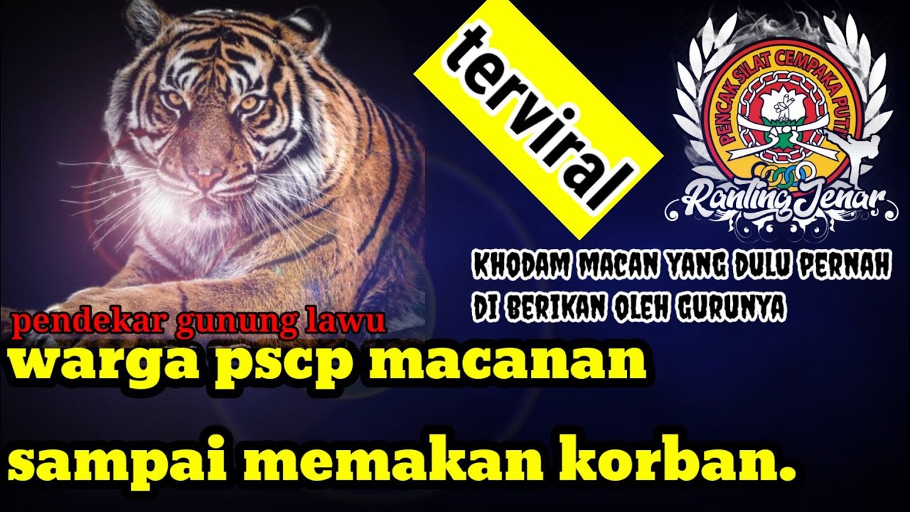 ngeri lagi-lagi macanan memakan korban||perguruan pscp ranting jenar.