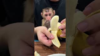 Hello Everyone, Today Bibi Eats Bananas Curious Monkey Familys Daily