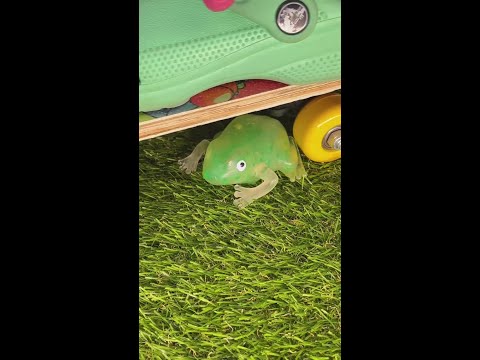حدث حادث لضفدع أخضر أخضر ضفدع