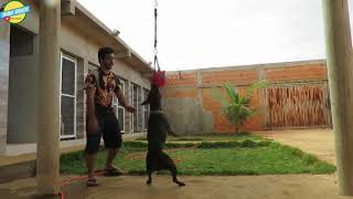 Pitbull Angel Na Ativa