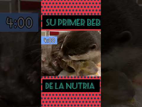 pequeña nutria fue