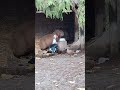 Chill Capybara sharing his meal with Muscovy Duck at Vancouver Zoo