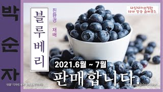 [판매중 - 설명필독]박순자 블루베리(친환경재배)를  판매합니다. 2022.6월~7월  - 경북 의성군 가음면